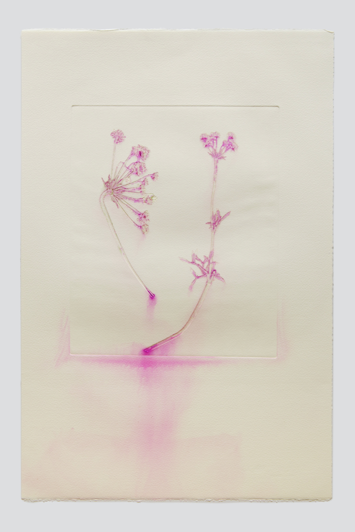 Flower pigments #26 (w:28 h:38 cm)
