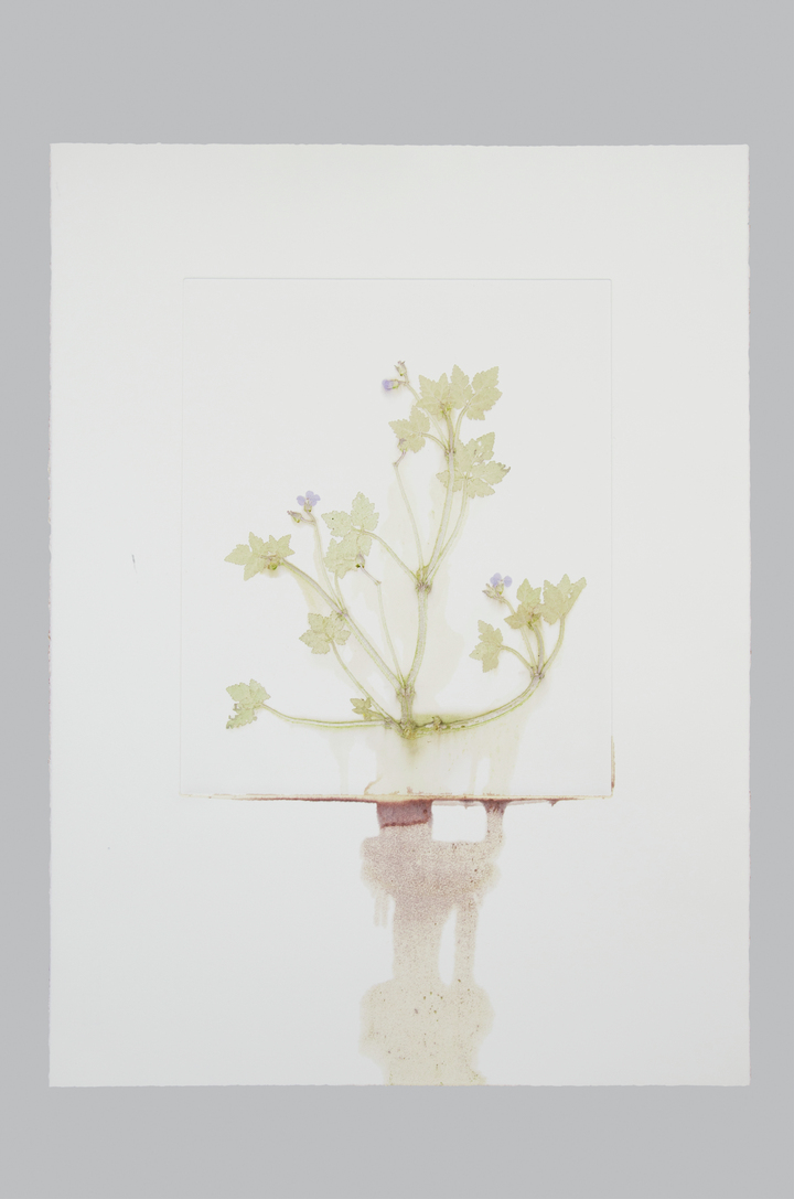 Flower pigments #12 (w:56 h:76 cm)