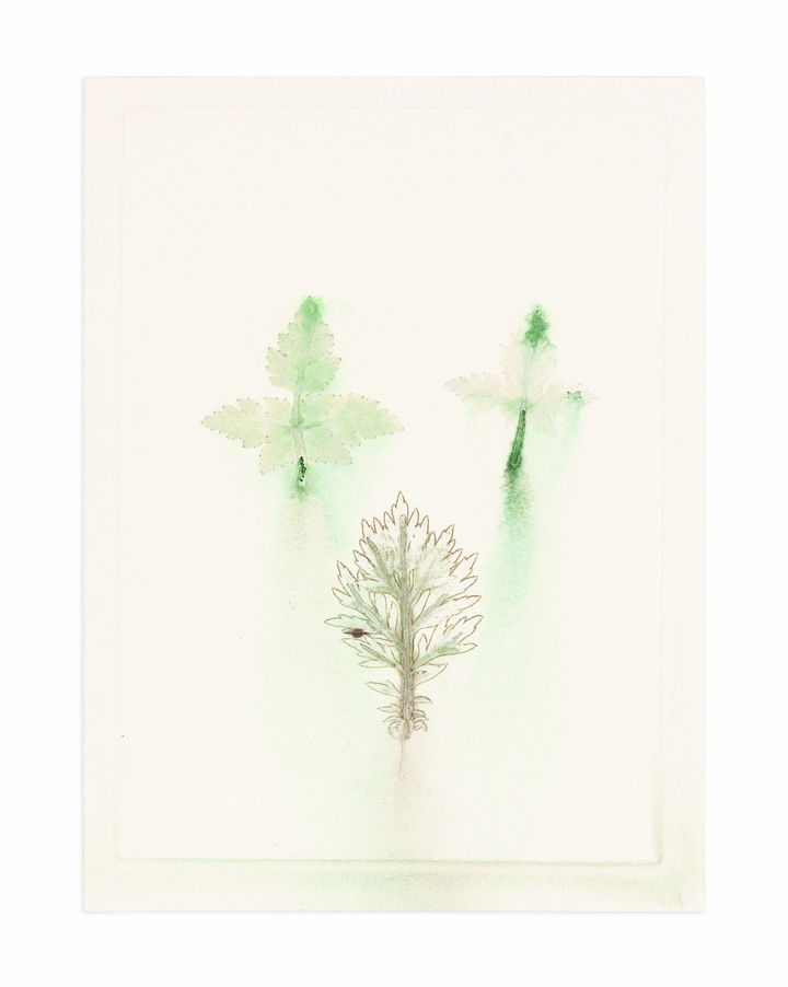 Flower pigments #32 (w:25 h:34 cm)