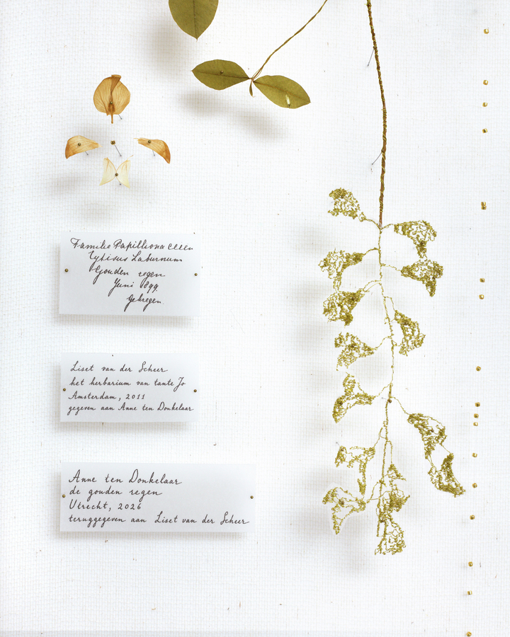 Golden Laburnum Re-archived 
(w:25 h:35 d:6.5cm)