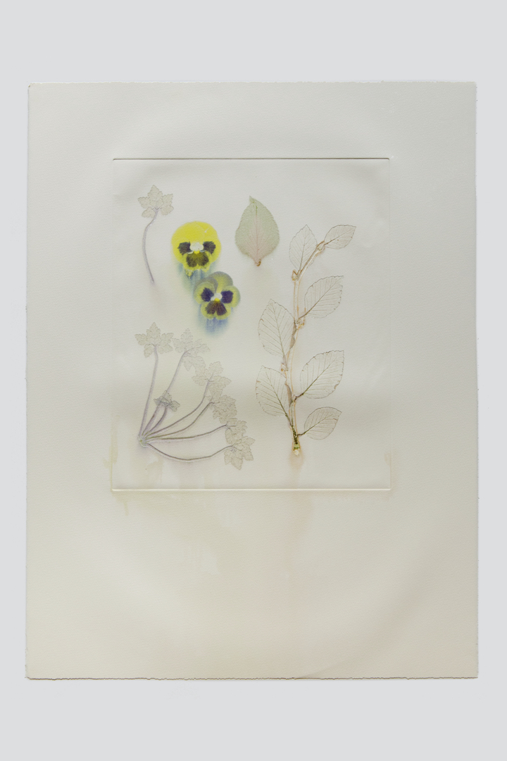 Flower pigments #20 (w:38 h:56 cm)