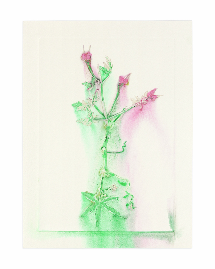 Flower pigments #33 (w:25 h:34 cm)