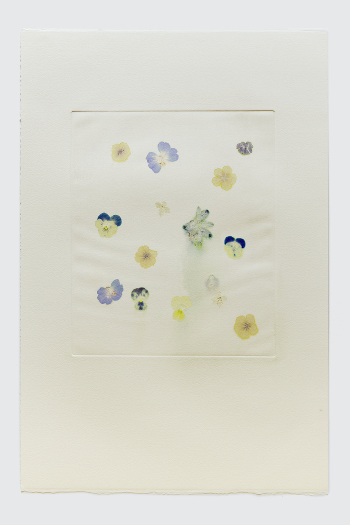 Flower pigments #19 (w:28 h:38 cm)