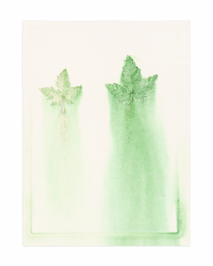 Flower pigments #34 (w:25 h:34 cm)