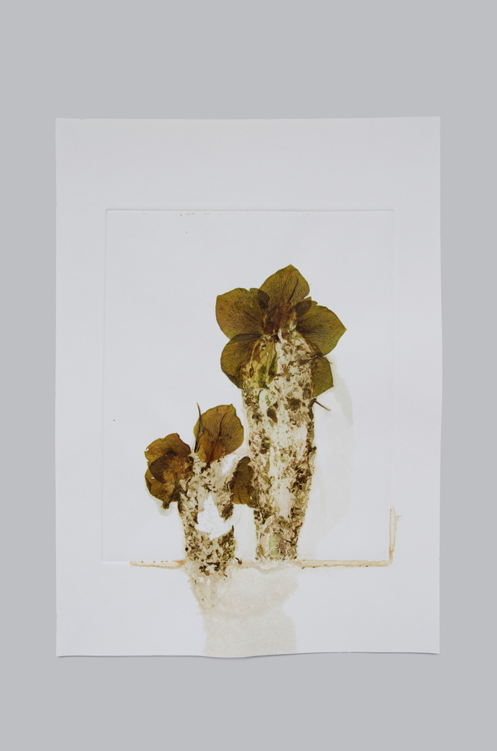 Flower pigments #8 (w:28 h:38 cm)